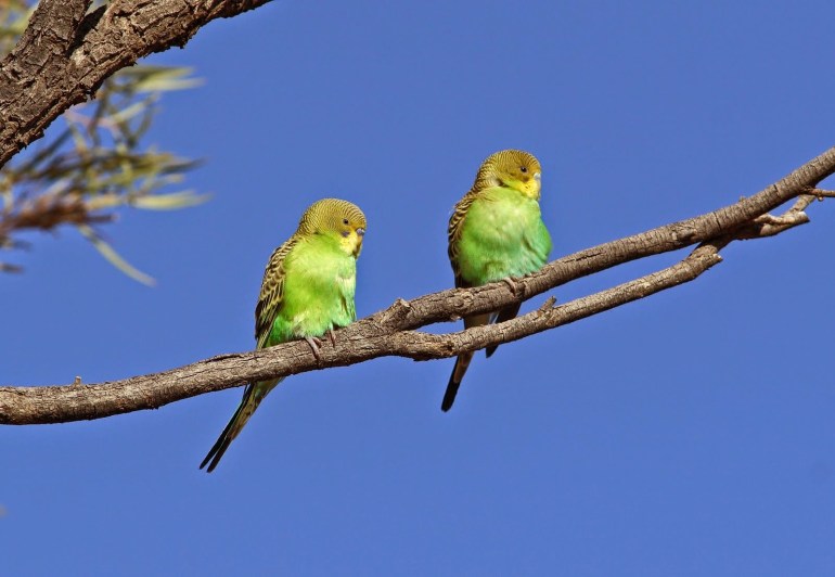 Budgerigar