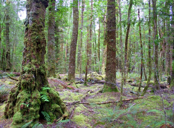 d006d-forest2bnear2bfranklin2briver