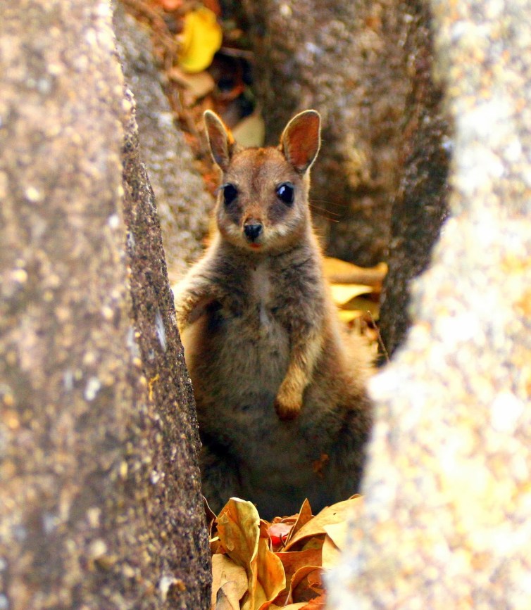 Mareeba Rock-Wallaby