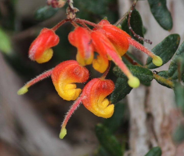 d146f-catsclaws28grevilliaalphina29