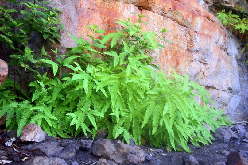 d6599-ngabujbuj2bdicranopteris2blinearis2bwhite-quilled2brock2bpigeon1