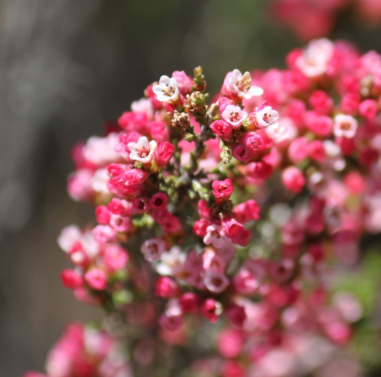 daaa4-fringedheathmyrtle28micromyrtusciliata29