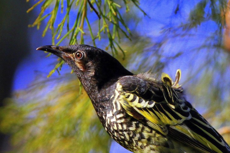 Regent Honeyeater