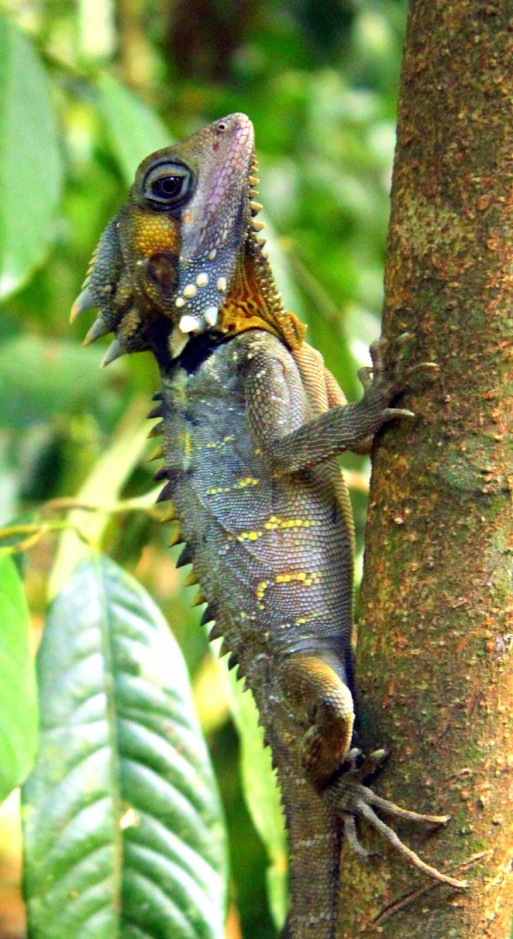 Boyd's Forest Dragon