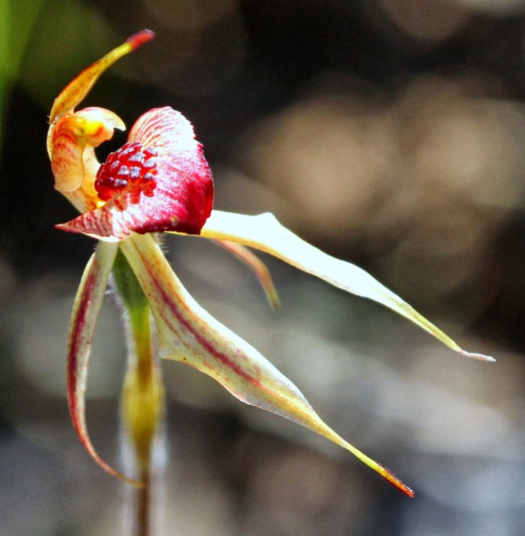 e1fec-spiderorchidheart3