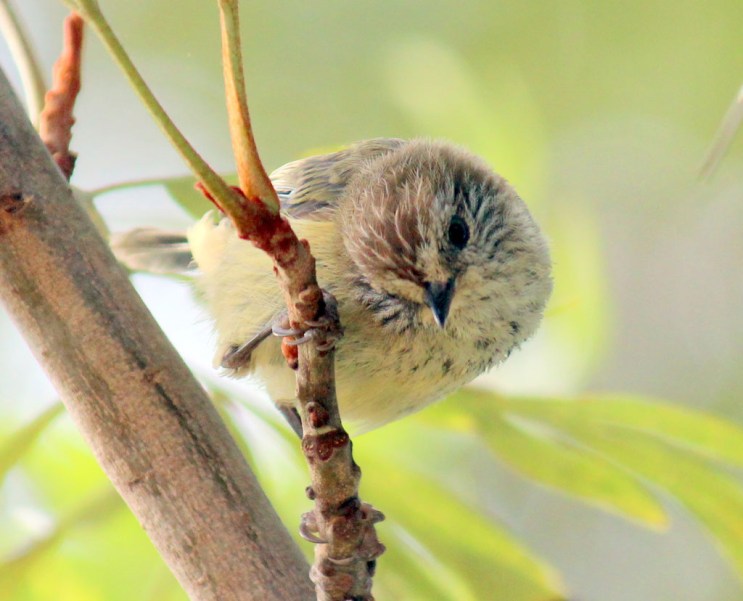 Striated Thornbill