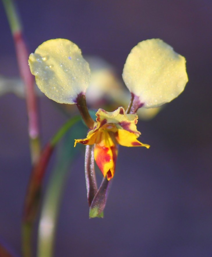 e8eeb-leopardorchid28diurispardina292