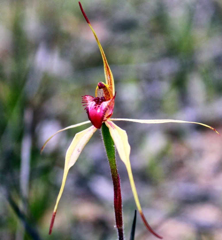 eba5b-wimmeraspiderorchidarachnorchislowanensisformerlycaladenialowanensis