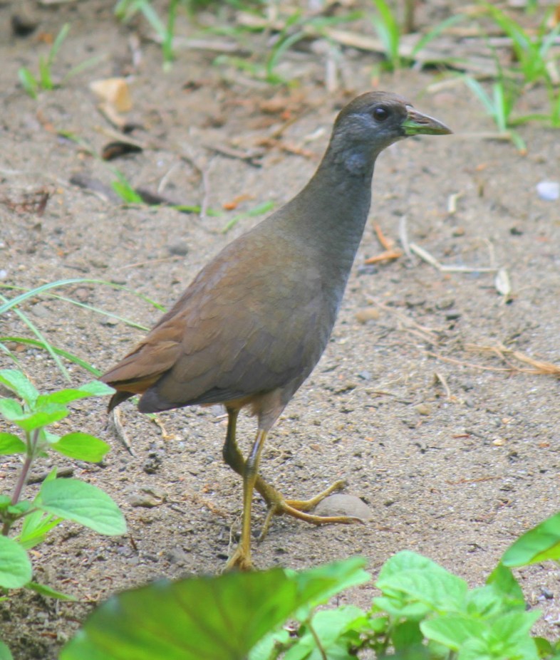 Pale-vented Bush-hen