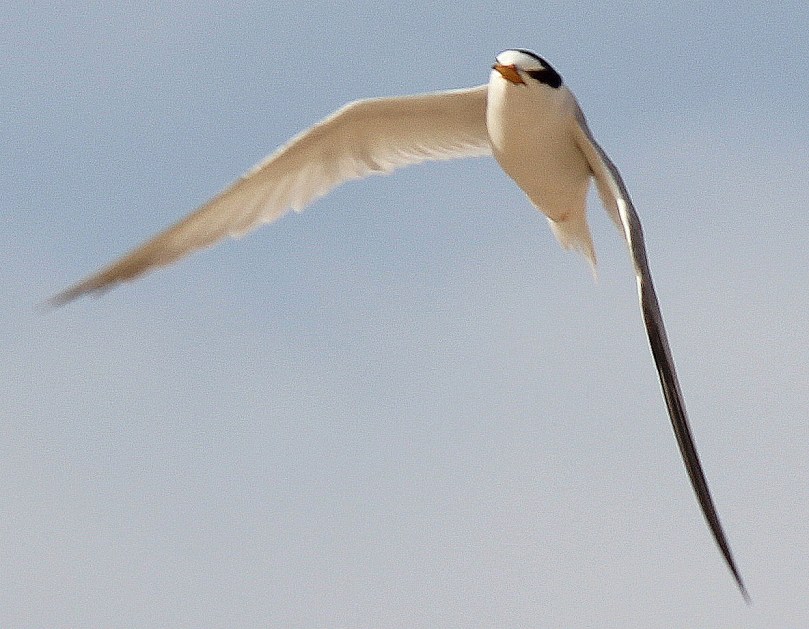 Little Tern