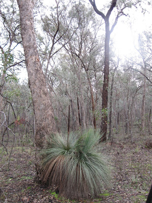 [Box+Ironbark+Grasstree.JPG]