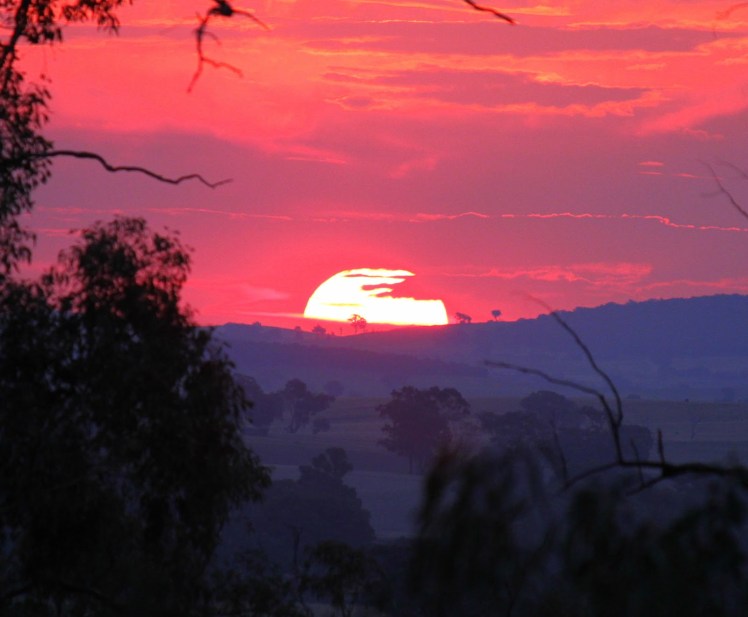 fc180-nswsunsetfarmlandwagga