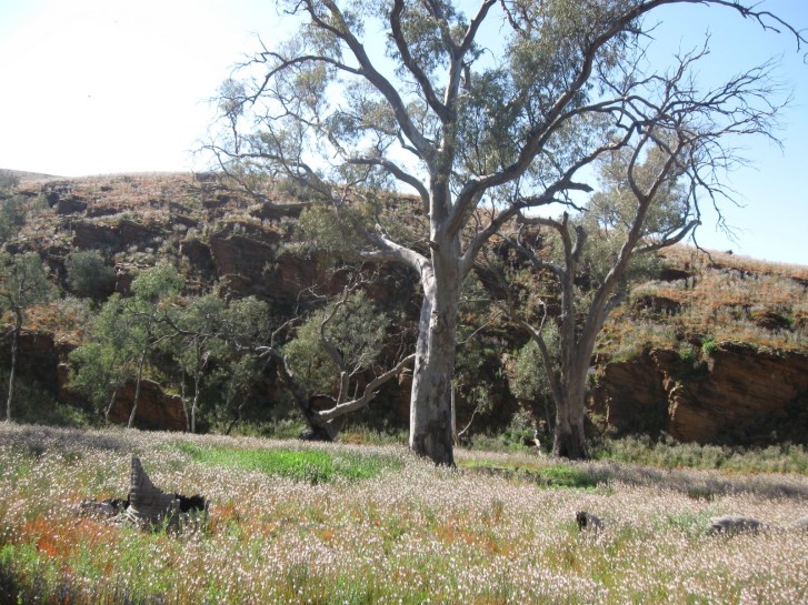 fd5e0-flinderslandscape