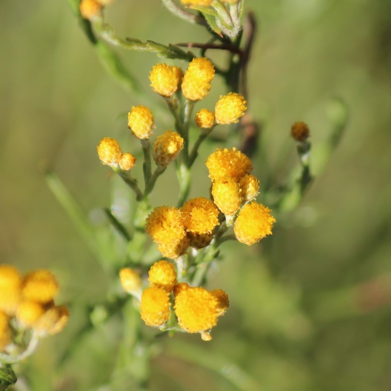 fe8ef-lemonbeauty-heads2528calocephaluscitreus2529