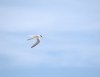 Little Tern 1a