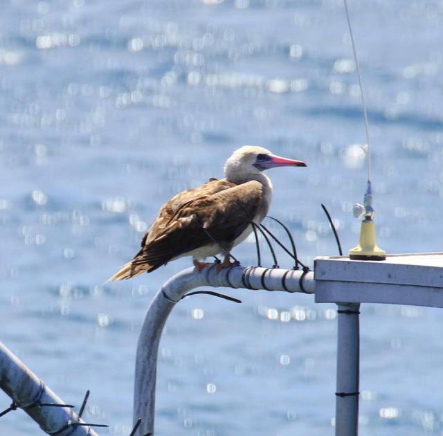 Red-footed Booby Michaelmas Cay Boat