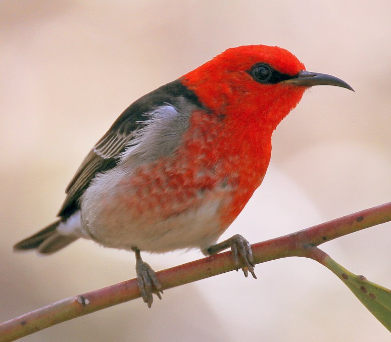 Scarlet Honeyeater