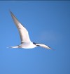 Sooty Tern aa