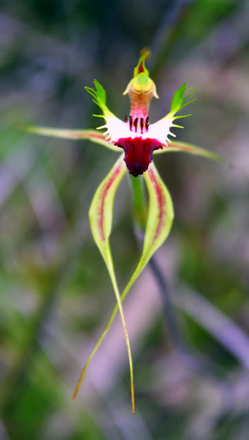 0144f-green-comb28upright29spider-orchidcaladeniadilatata28stricta29