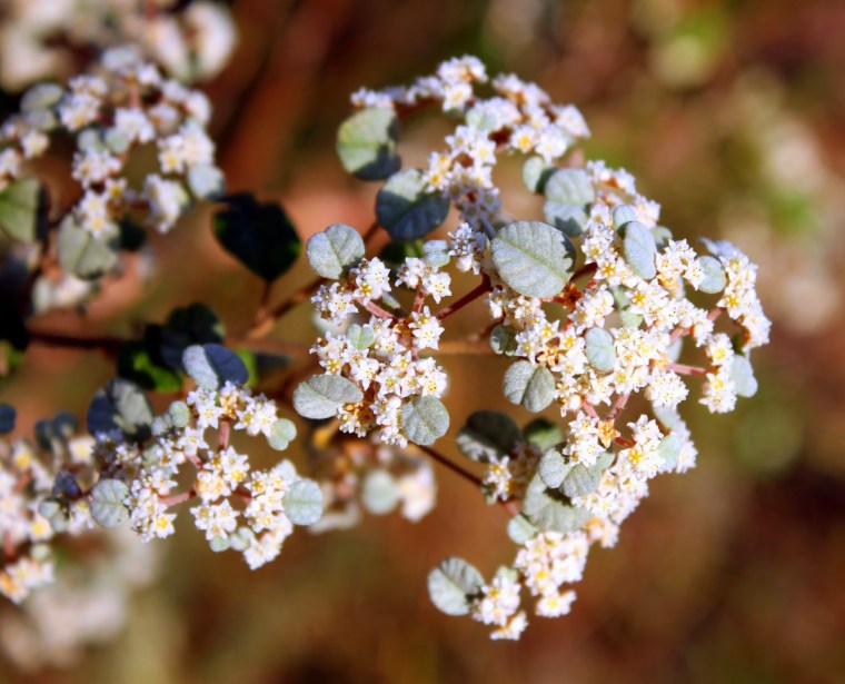 0164f-white2bflowers2betc