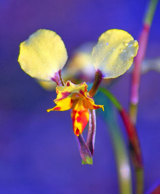 11c87-leopardorchid28diurispardina29a