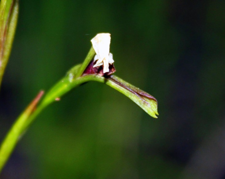 16b26-unknown2borchid2b3