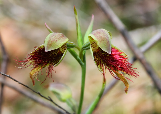 17ddf-redbeard-orchid