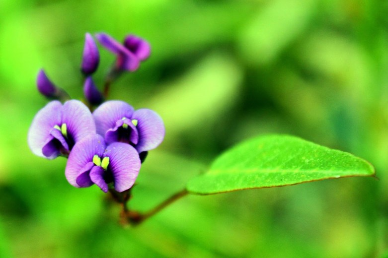 2e5a6-purple2bcoral2bpea2bhardenbergia2bviolacea