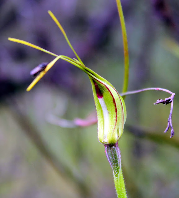 32214-green-combspider-orchidcaladeniadilatata6