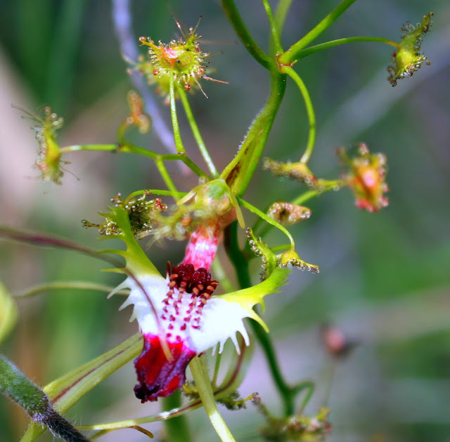 40987-smallgreencombandtallsundew