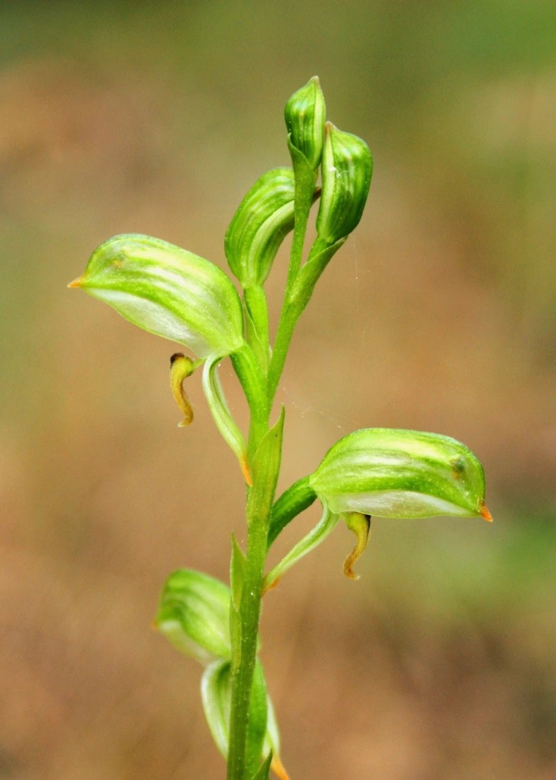 4ab48-tall2bgreenhood2bpterostylis2bmelagramma