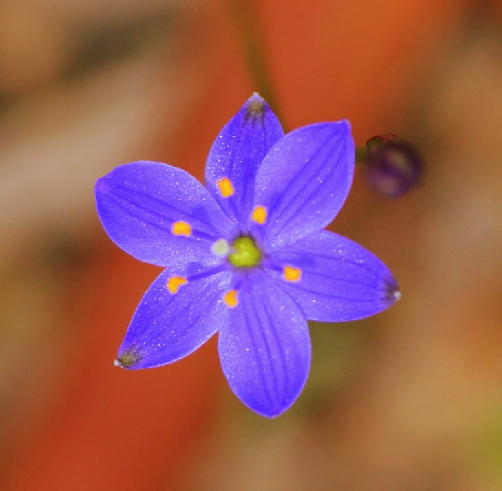 4ec94-blue2bstar2b28chamaescilla2bcorymbosa29