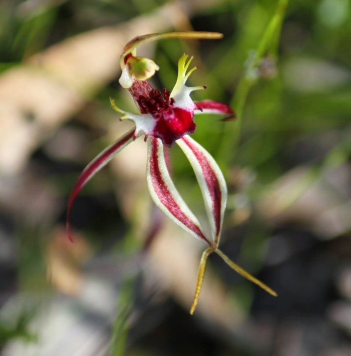 5b167-mantis2borchid2b28caladenia2btentaculata292b1