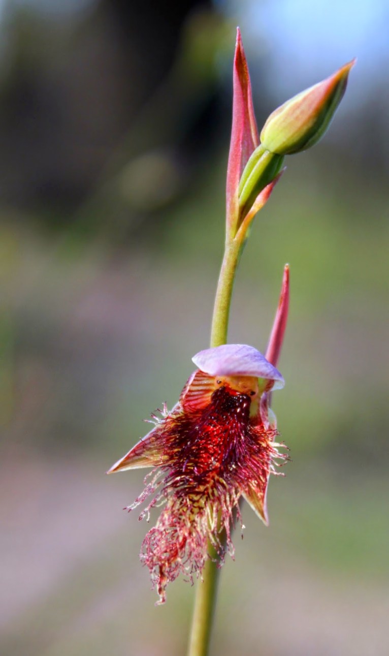 60d0c-purple2bbeard2borchid2bcalochilus2brobertsonii