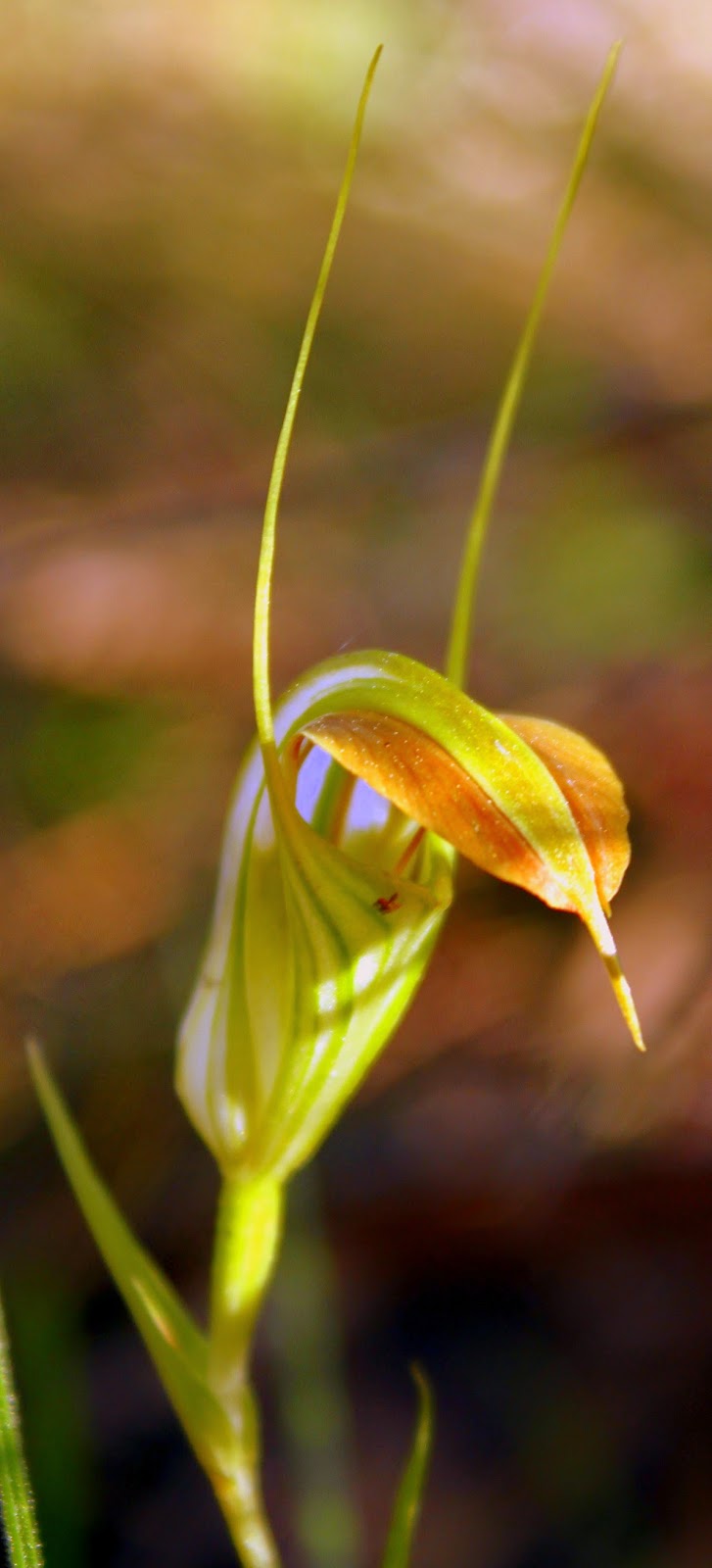 6276c-cobra2bgreenhood2b2