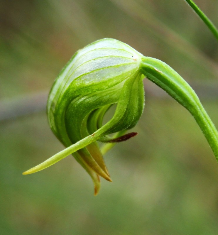 68645-nodding2bgreenhood