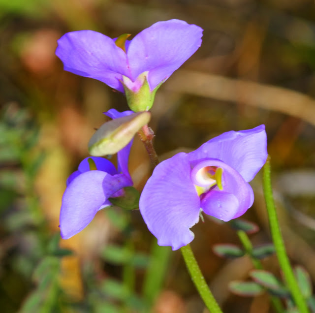 7e17a-broughtonpeaswainsonaprocumbens