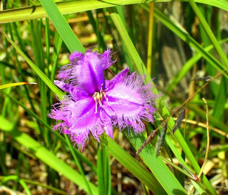 8642e-common2bfringe-lily