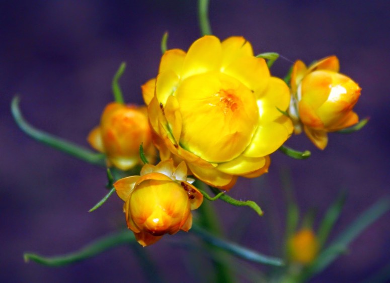 9842e-paper2bdaisy2b2