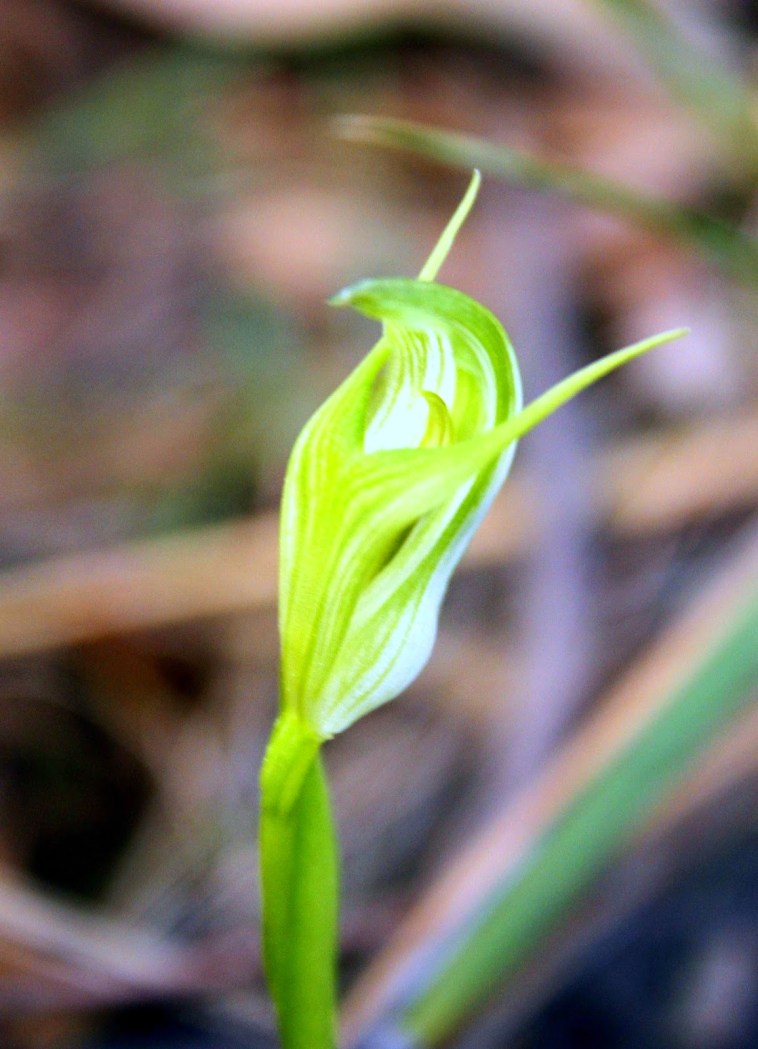 9c416-mountain2bgreenhood