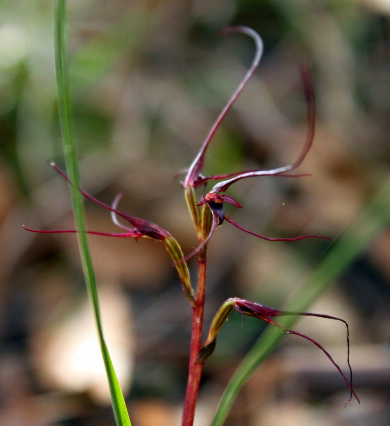 a562e-fayfly2borchid2b1