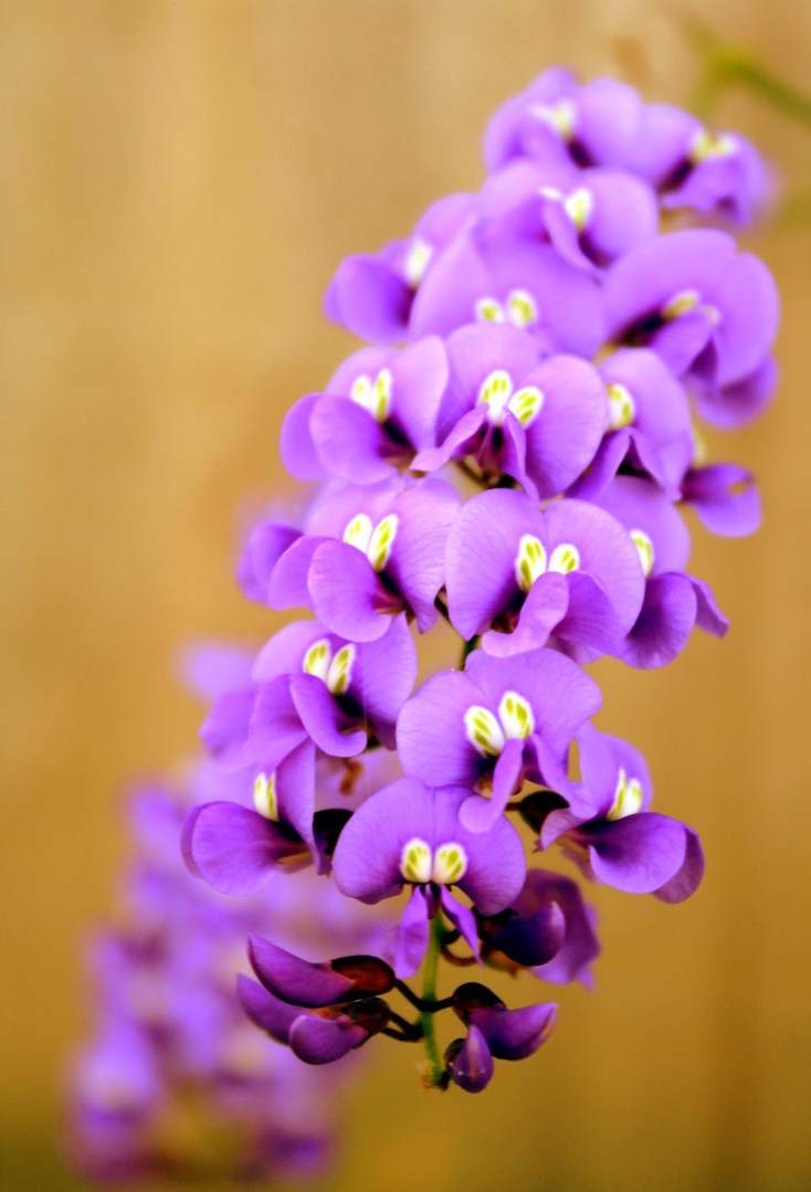 a73c3-hardenbergia2b3