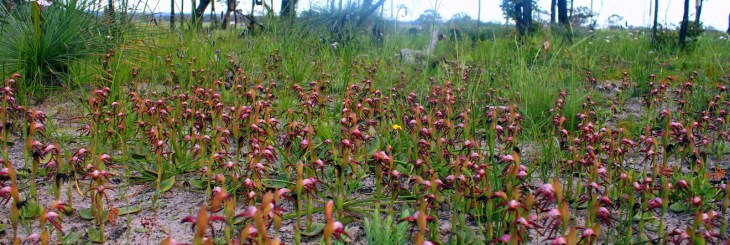 a9edc-black2bfire2borchid2bpyrorchis2bnigricans2b7