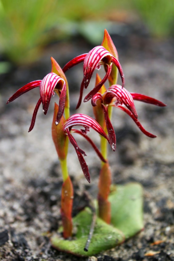 ab511-black2bfire2borchid2bpyrorchis2bnigricans2b1