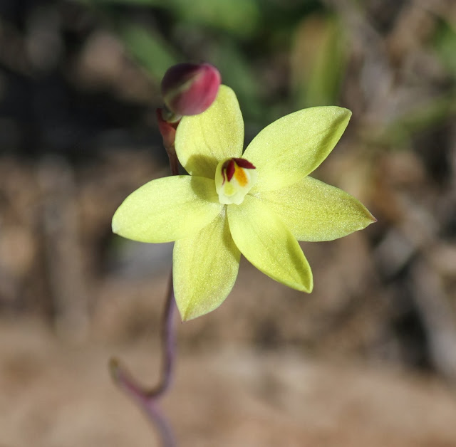 b35ff-rabbitsbars28thelymitraantennifera29