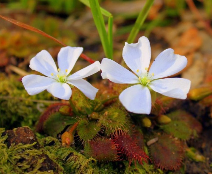 c8e02-scented2bsundew
