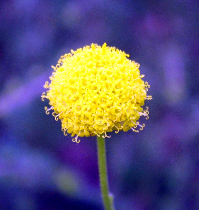 caa45-yellow2bflower2b1