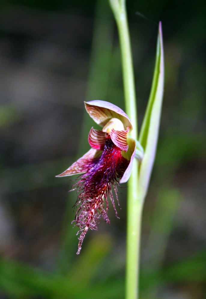 cfed0-purple2bbeard2borchid