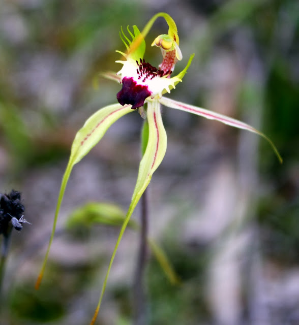 d5a66-green-combspider-orchidcaladeniadilatata-001