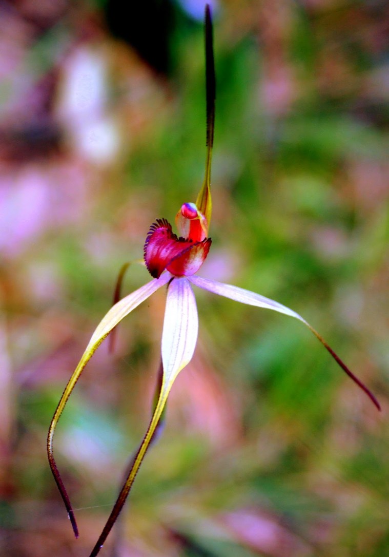 d9bbf-red-lipped2bspider2borchid2ba